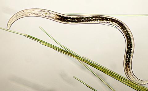Biomedical